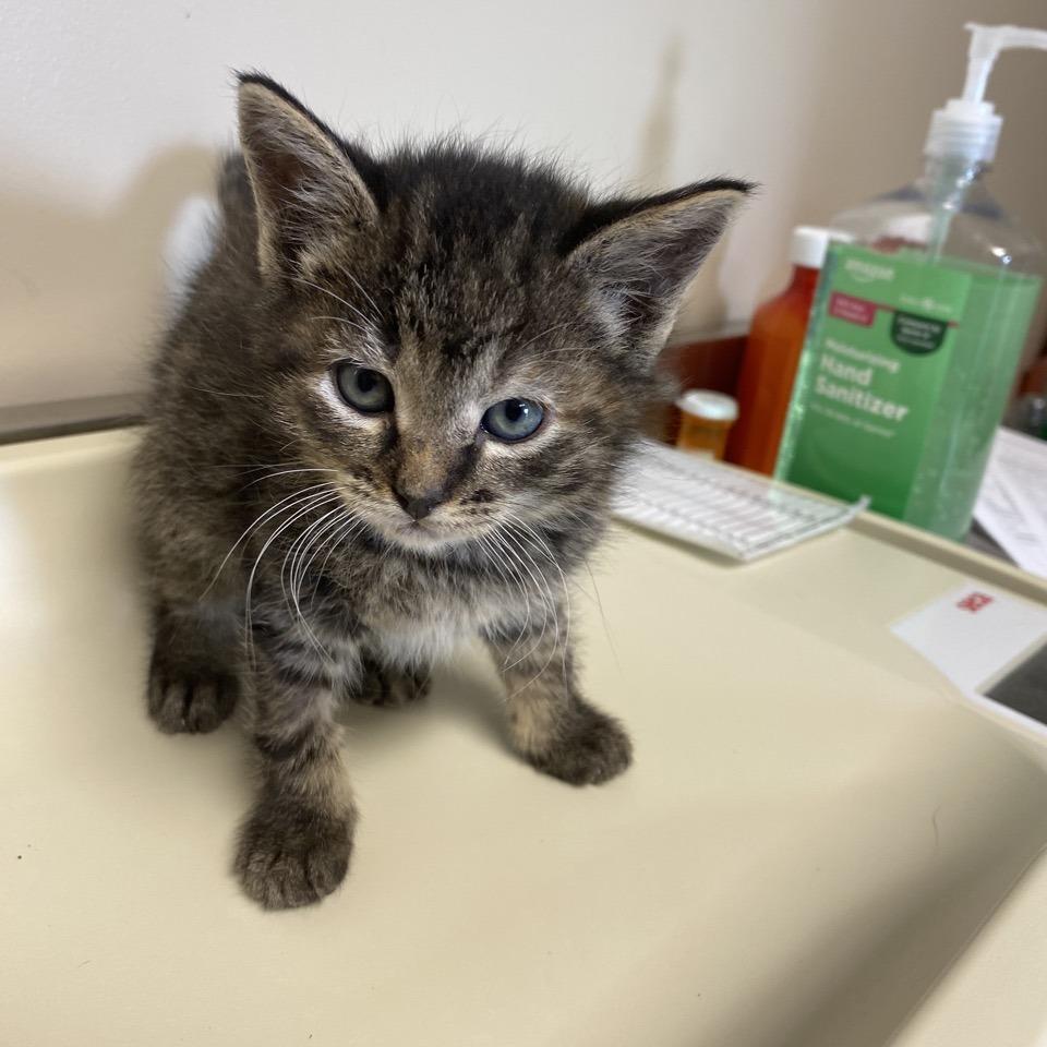 Enlarge Blitzen, a Adoptable Domestic Short Hair in Norfolk, NE image 1/3
