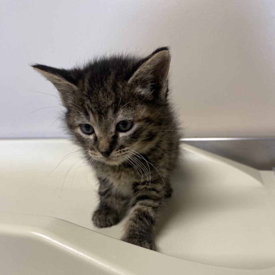 Enlarge Blitzen, a Adoptable Domestic Short Hair in Norfolk, NE image 3/3