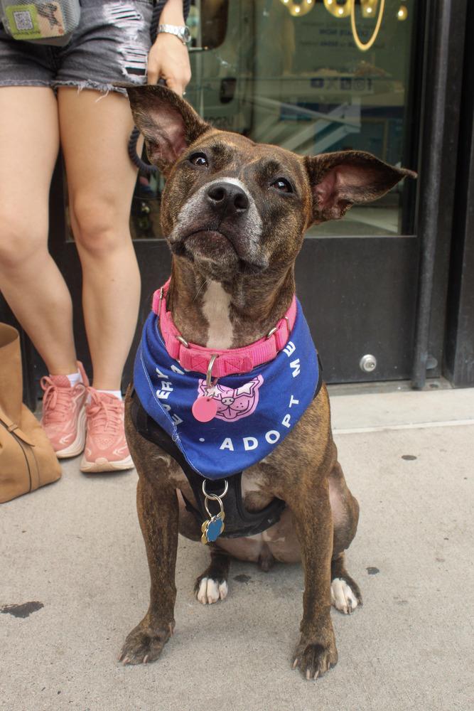 Shanghai, Adoptable, Adult Female Mixed Breed.