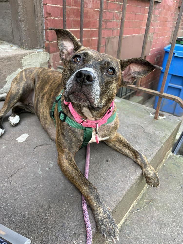 Enlarge Shanghai, a Adoptable mixed breed in New York, NY image 2/6