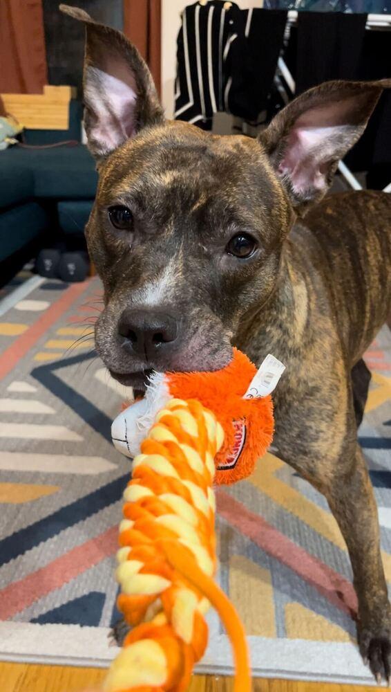 Enlarge Shanghai, a Adoptable mixed breed in New York, NY image 1/6