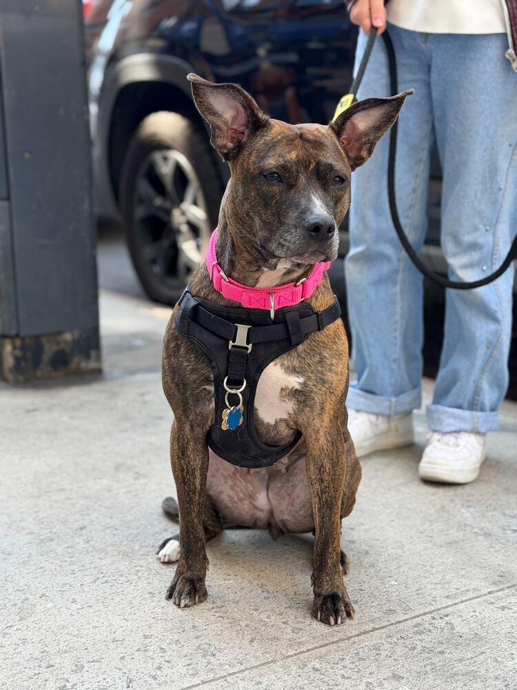Enlarge Shanghai, a Adoptable mixed breed in New York, NY image 1/6