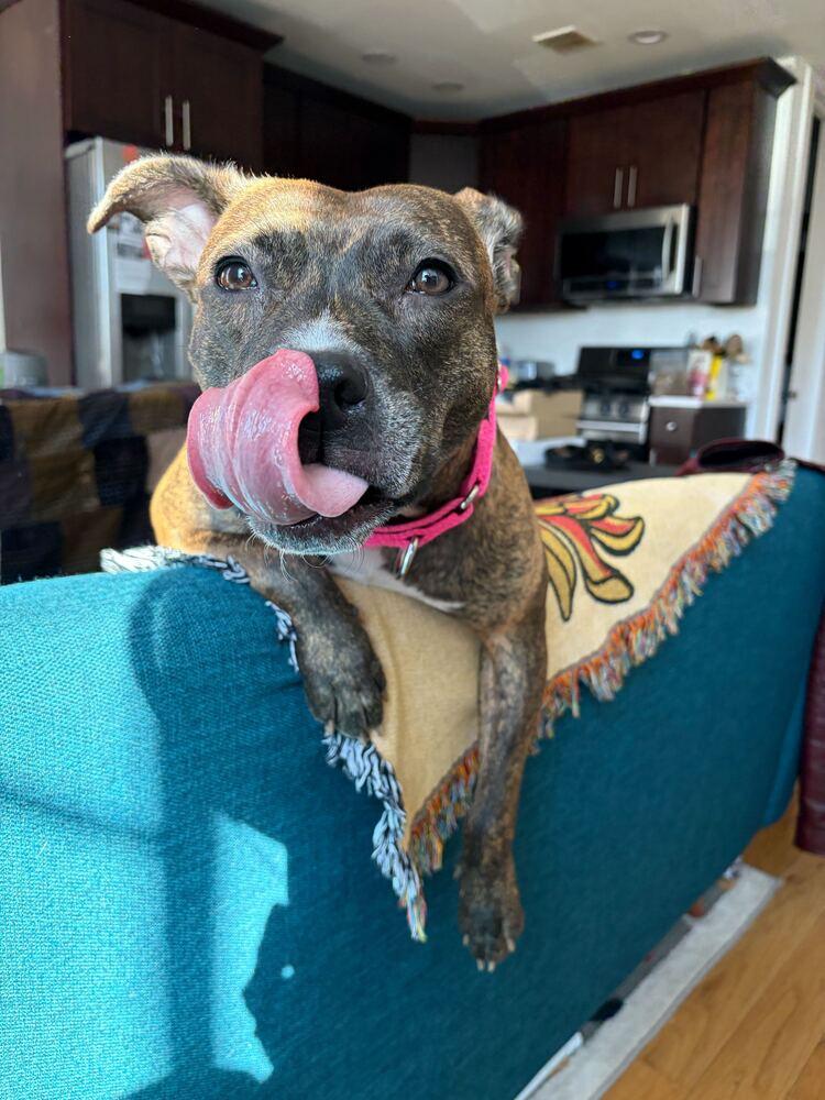 Shanghai, Adoptable, Adult Female Mixed Breed.