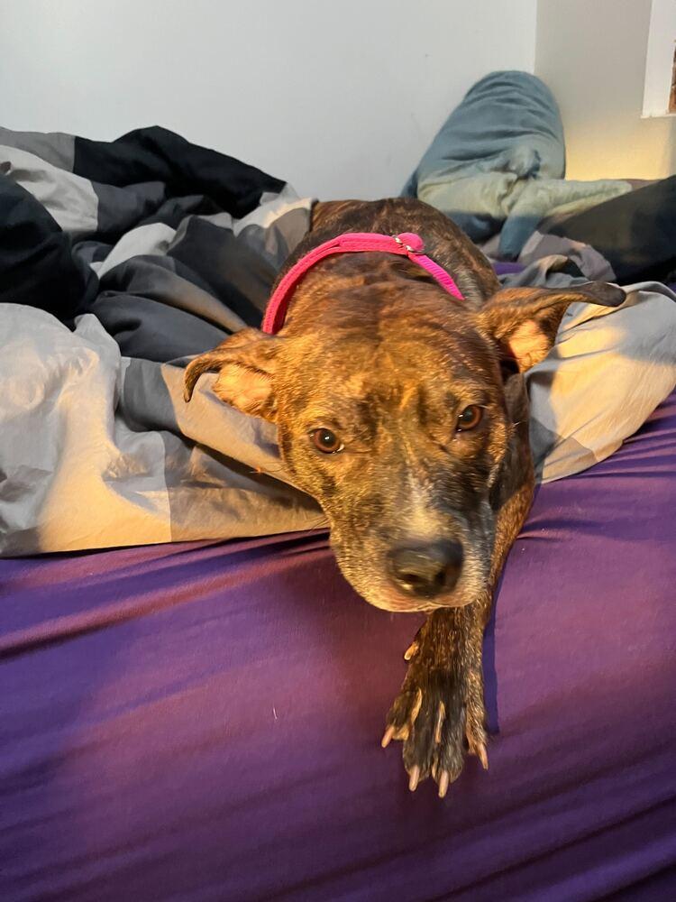 Shanghai, Adoptable, Adult Female Mixed Breed.