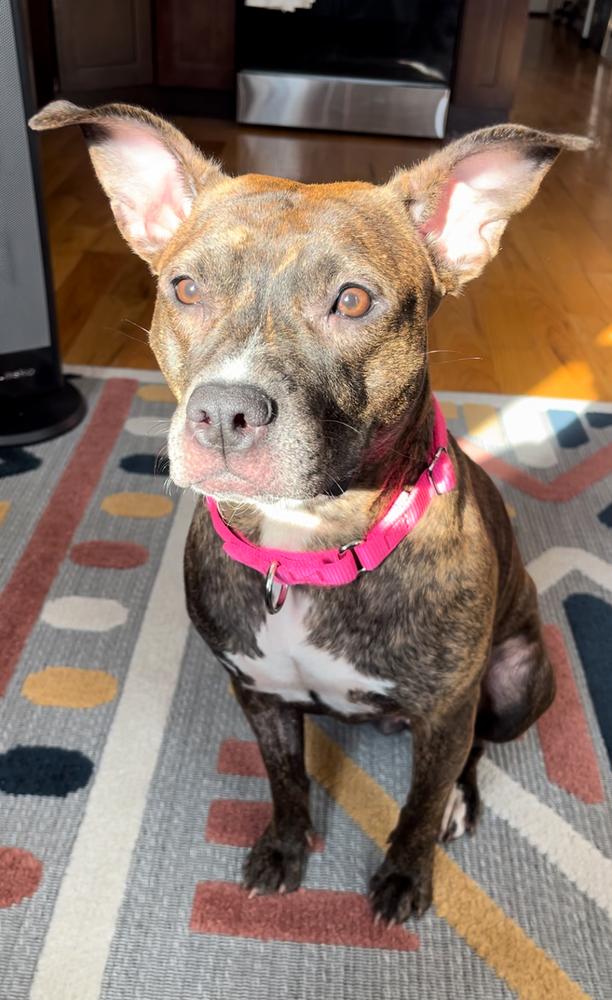 Enlarge Shanghai, a Adoptable mixed breed in New York, NY image 3/6