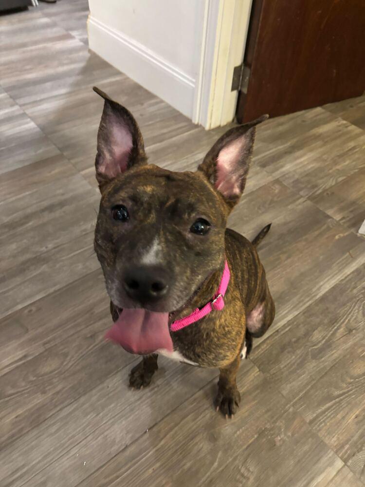 Enlarge Shanghai, a Adoptable mixed breed in New York, NY image 2/6