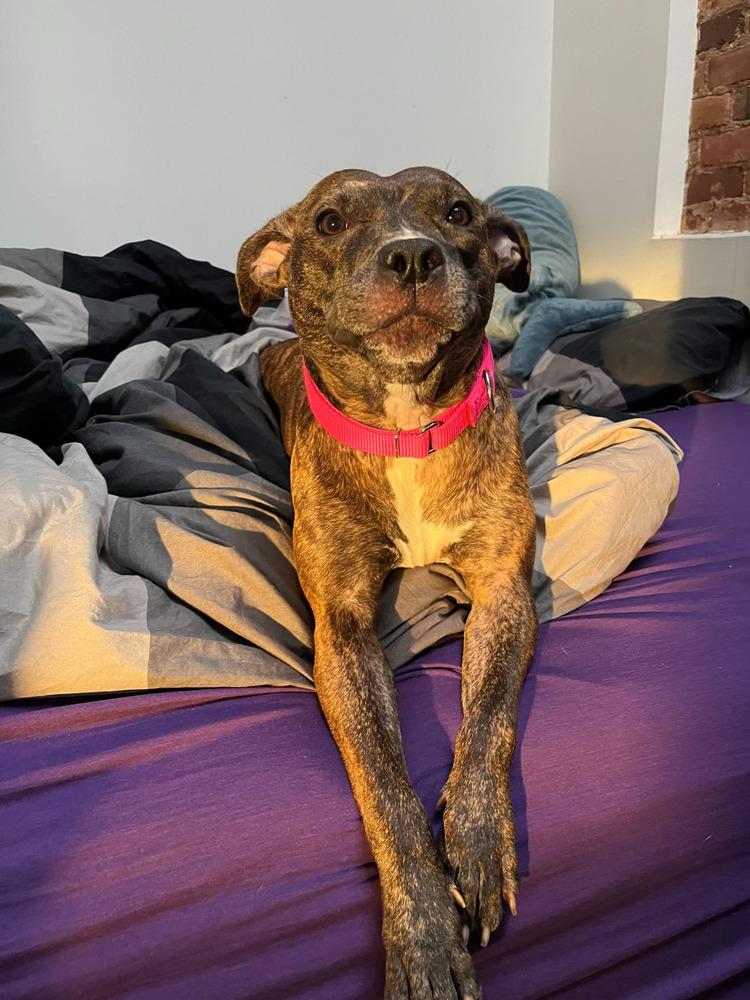 Enlarge Shanghai, a Adoptable mixed breed in New York, NY image 3/6