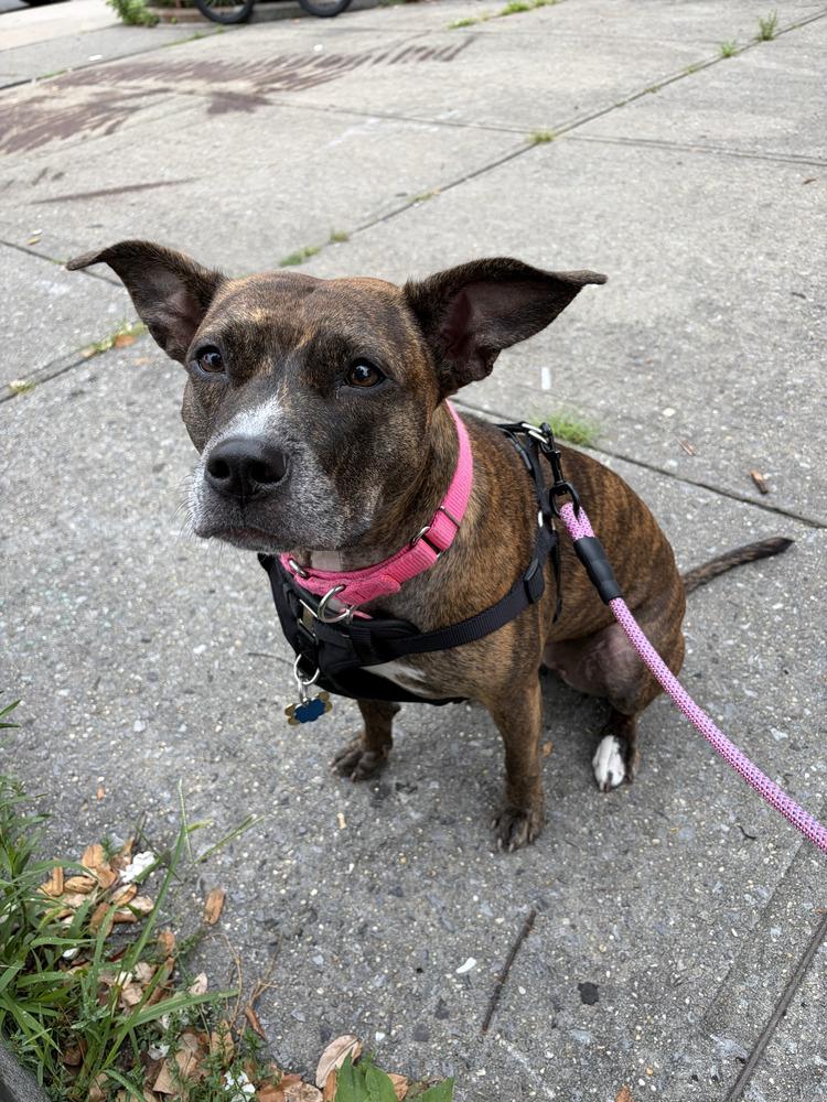 Enlarge Shanghai, a Adoptable mixed breed in New York, NY image 3/6