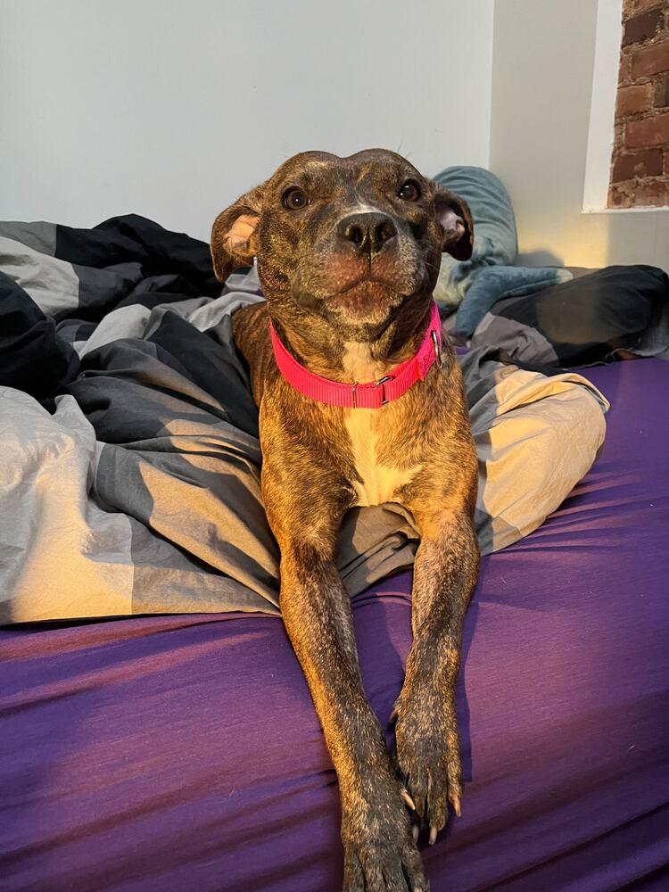 Enlarge Shanghai, a Adoptable mixed breed in New York, NY image 2/6