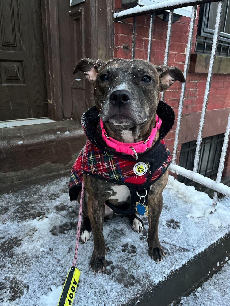 Enlarge Shanghai, a Adoptable mixed breed in New York, NY image 4/6