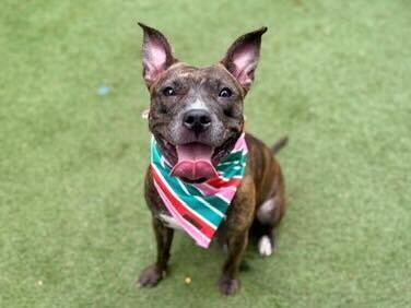 Shanghai thumbnail 3