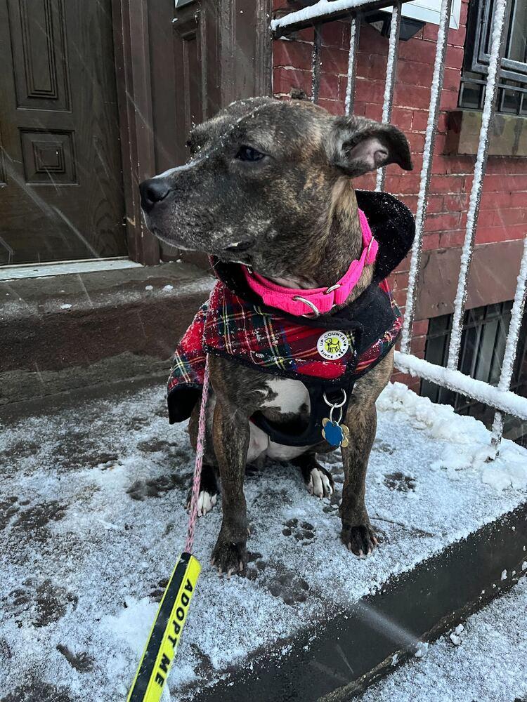 Enlarge Shanghai, a Adoptable mixed breed in New York, NY image 5/6