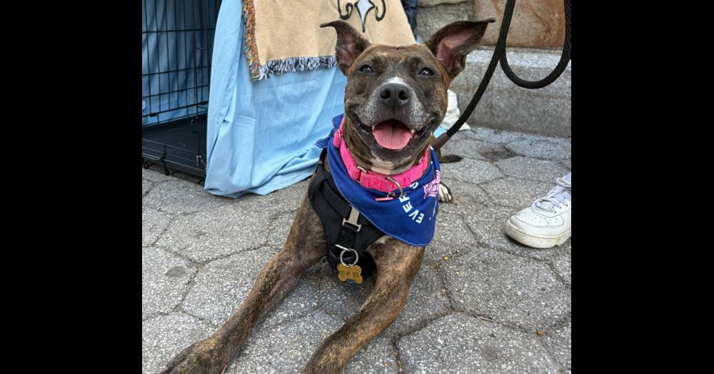 Enlarge Shanghai, a Adoptable mixed breed in New York, NY image 4/6