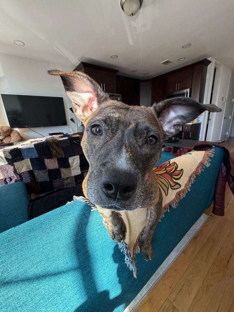 Enlarge Shanghai, a Adoptable mixed breed in New York, NY image 6/6