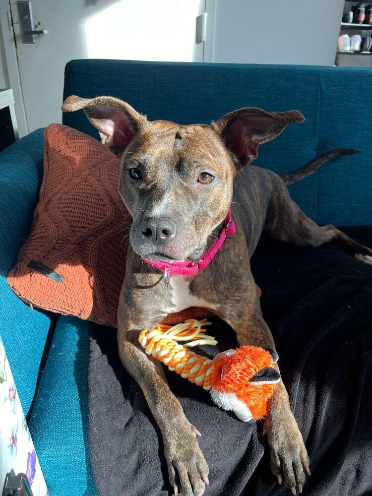 Enlarge Shanghai, a Adoptable mixed breed in New York, NY image 6/6