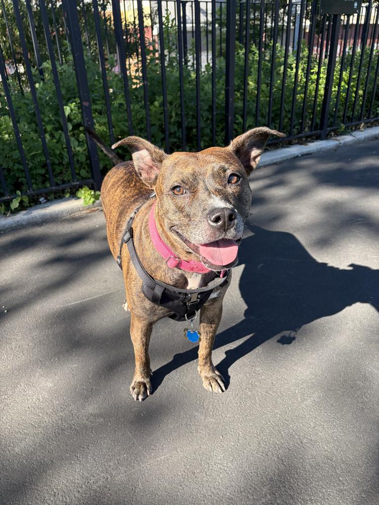 Enlarge Shanghai, a Adoptable mixed breed in New York, NY image 5/6
