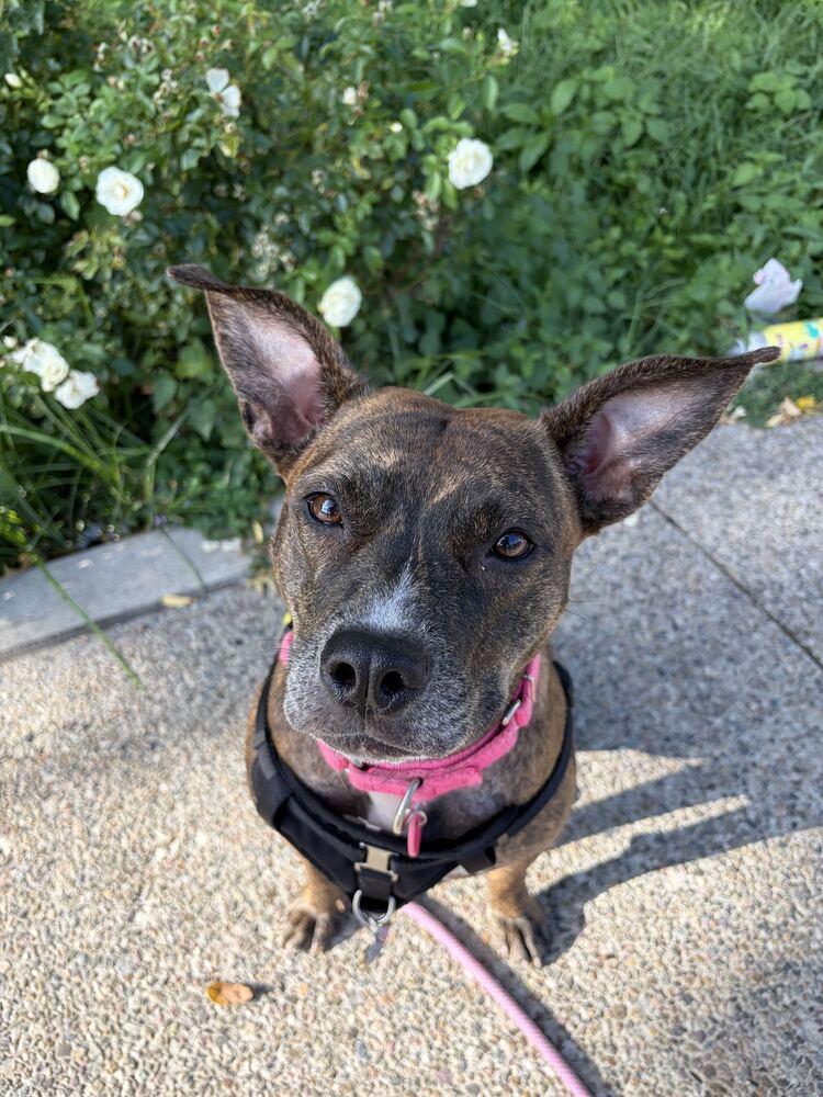 Enlarge Shanghai, a Adoptable mixed breed in New York, NY image 6/6