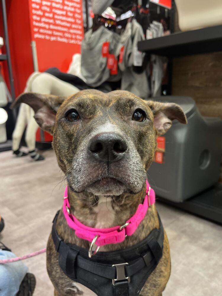 Enlarge Shanghai, a Adoptable mixed breed in New York, NY image 6/6