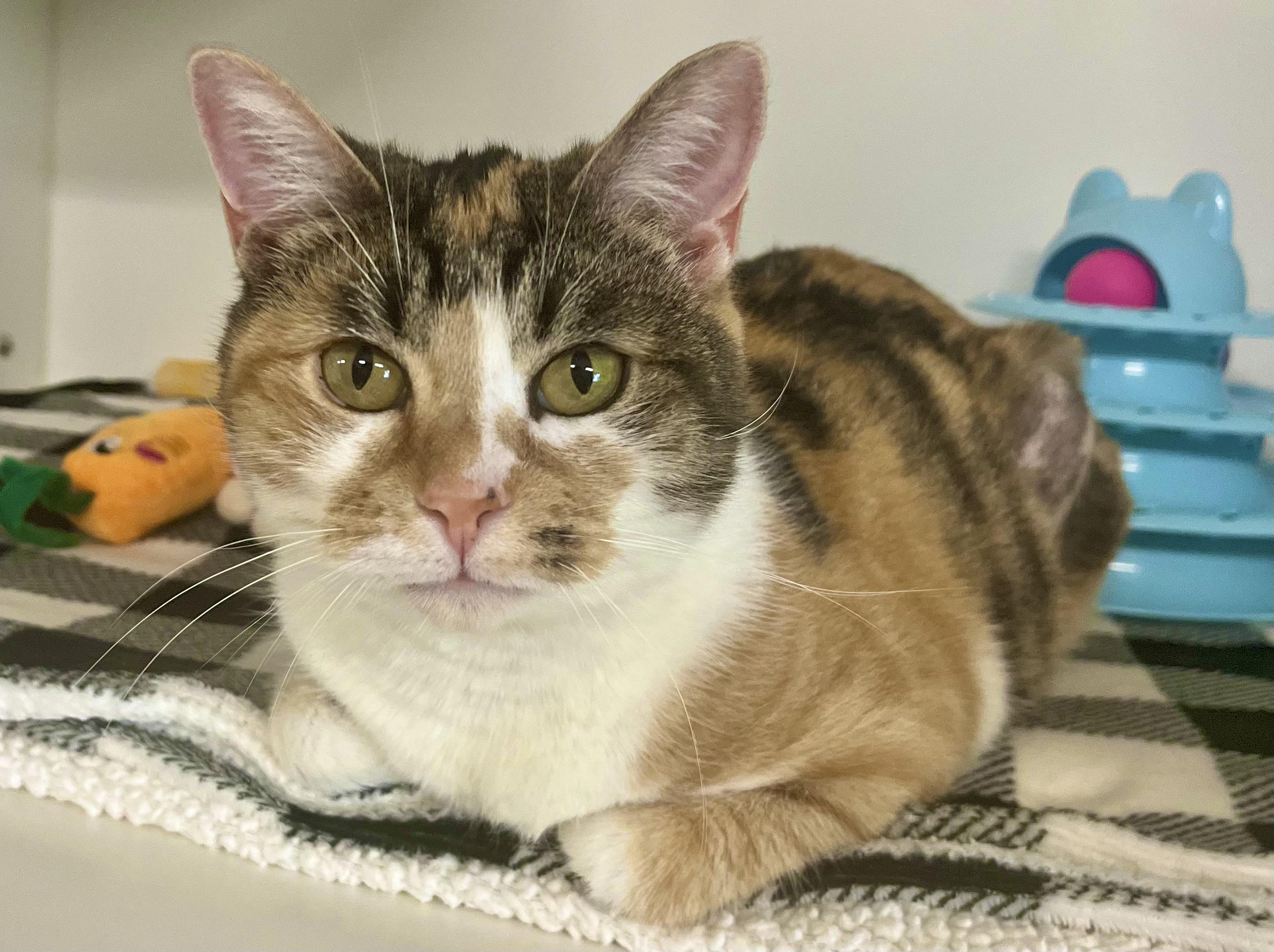 Enlarge Crisp, an adoptable Domestic Short Hair in Seville, OH image 4/4