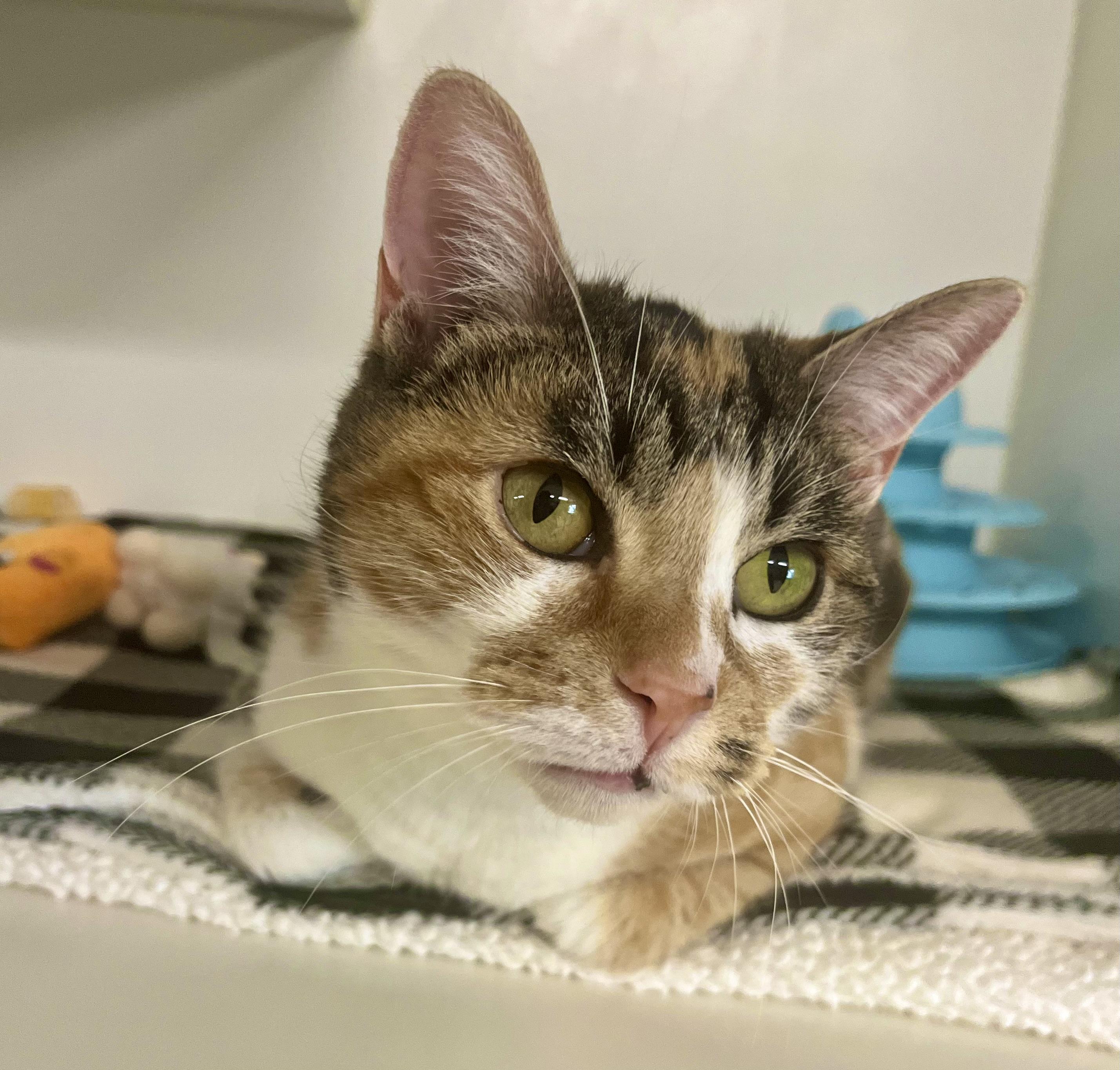 Enlarge Crisp, an adoptable Domestic Short Hair in Seville, OH image 3/4