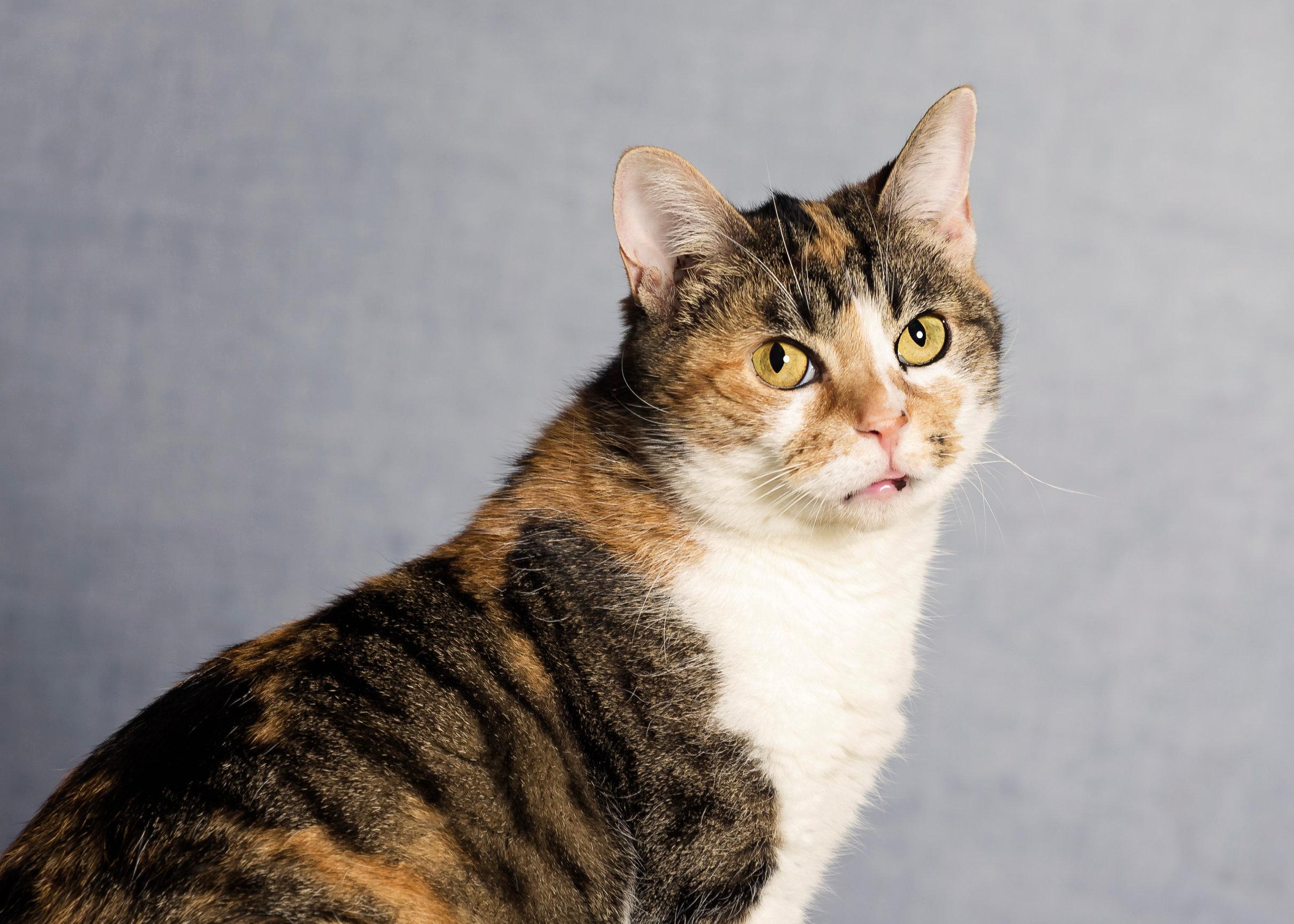 Enlarge Crisp, an adoptable Domestic Short Hair in Seville, OH image 1/4