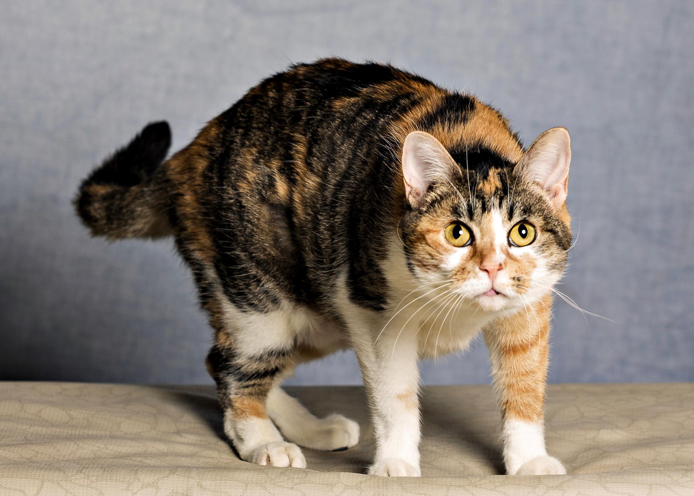 Enlarge Crisp, an adoptable Domestic Short Hair in Seville, OH image 2/4