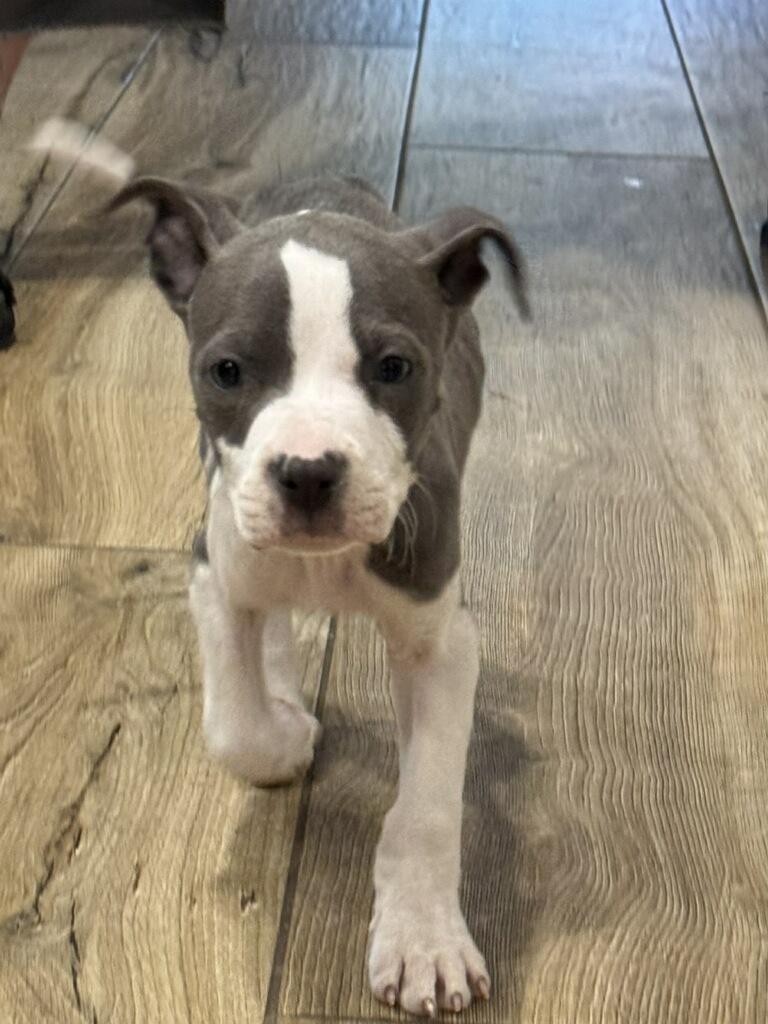 Enlarge Blue, an adopted mixed breed in Reseda, CA image 3/5