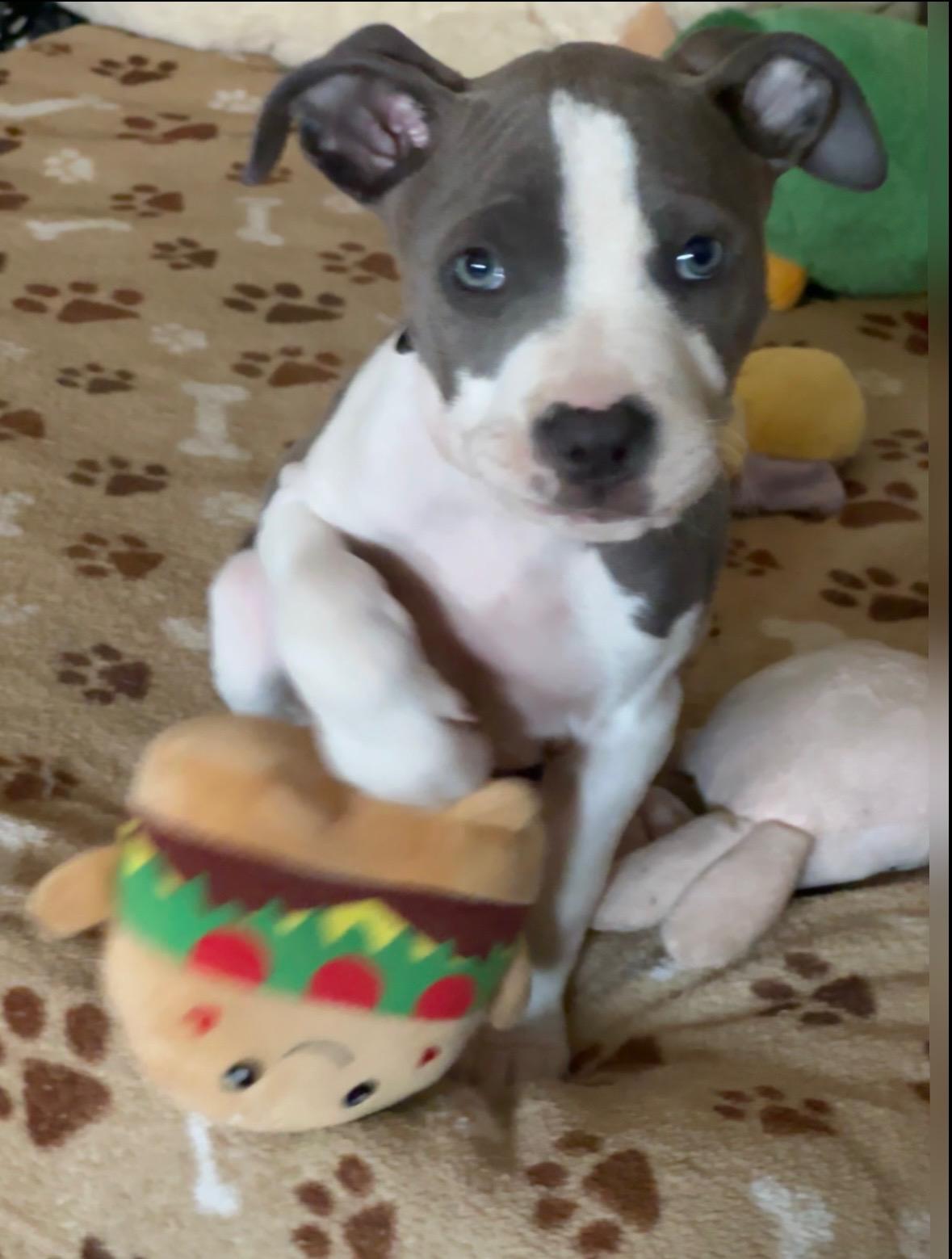 Blue, adopted, Puppy Male Pit Bull Terrier.