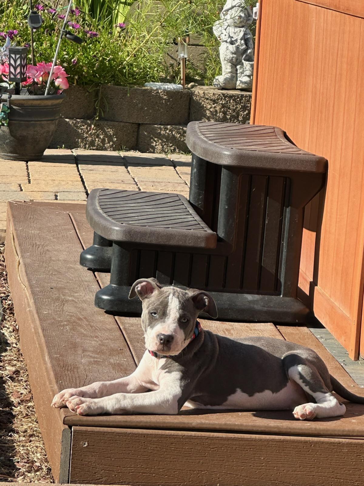 Enlarge Blue, an adopted mixed breed in Reseda, CA image 5/5