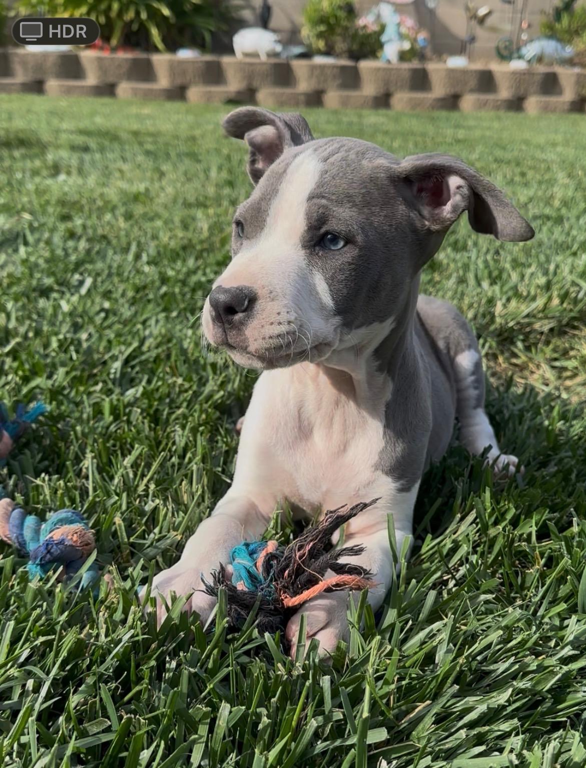 Enlarge Blue, an adopted mixed breed in Reseda, CA image 4/5