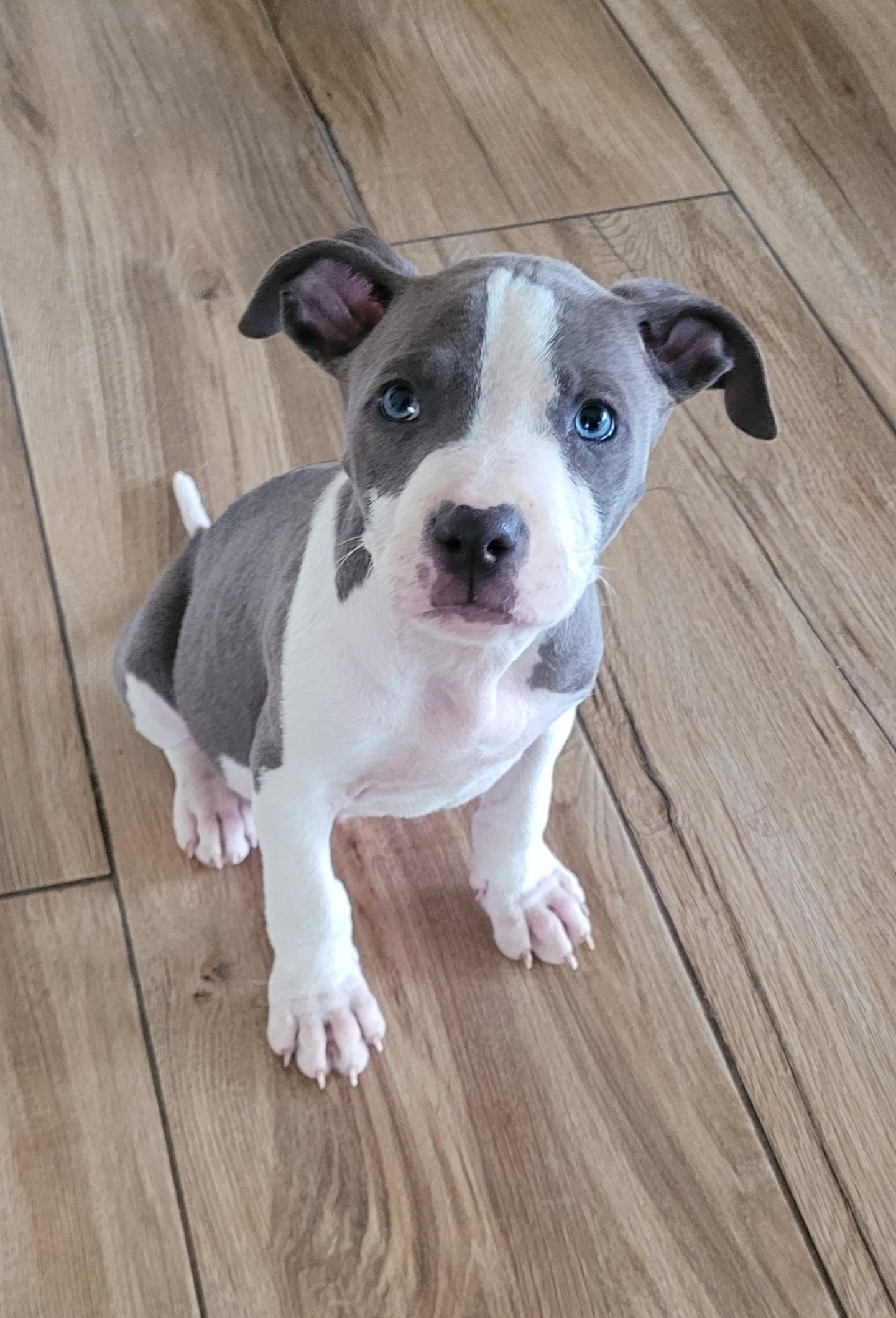 Enlarge Blue, an adopted mixed breed in Reseda, CA image 2/5