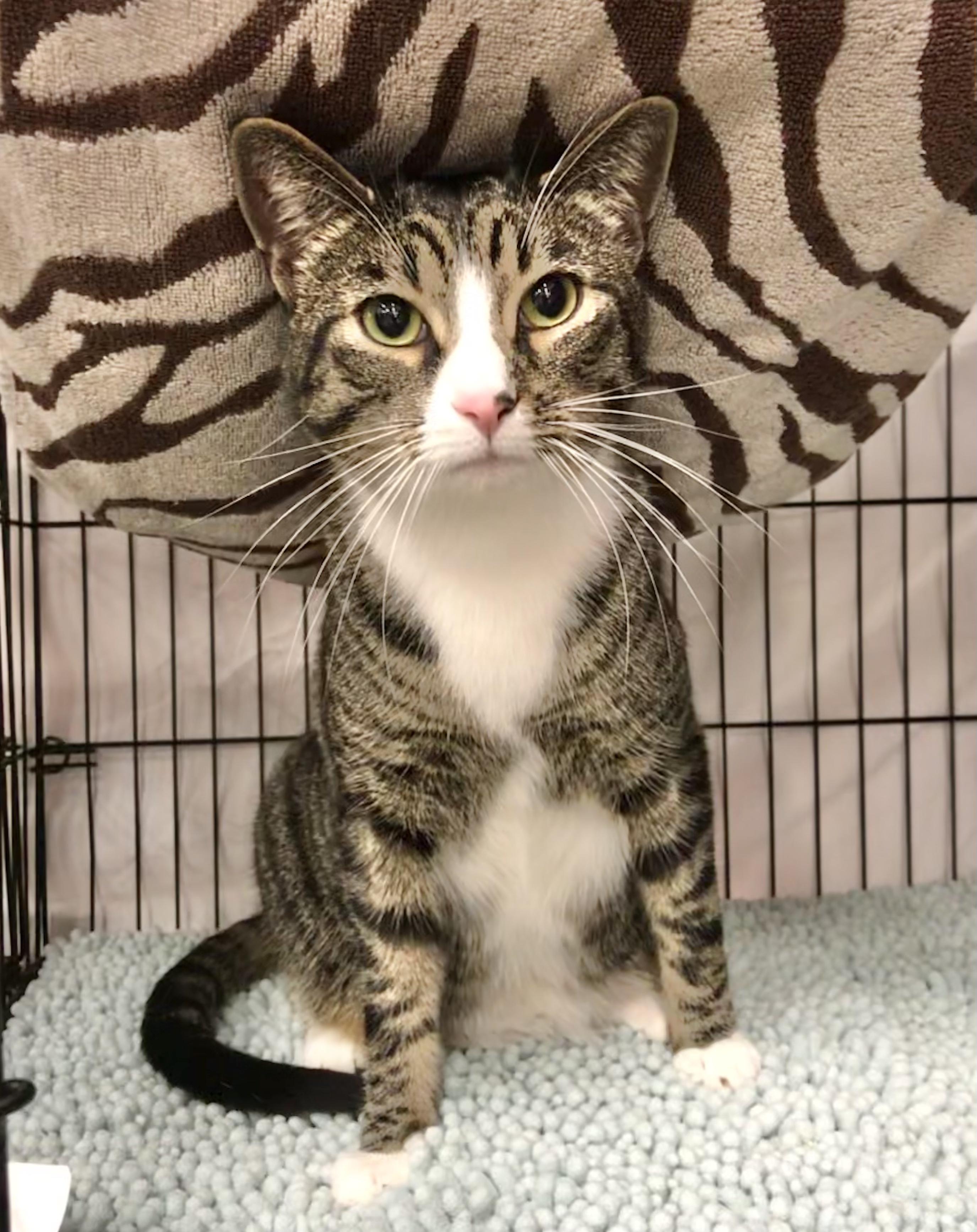 Gandalf — thumbnail 3