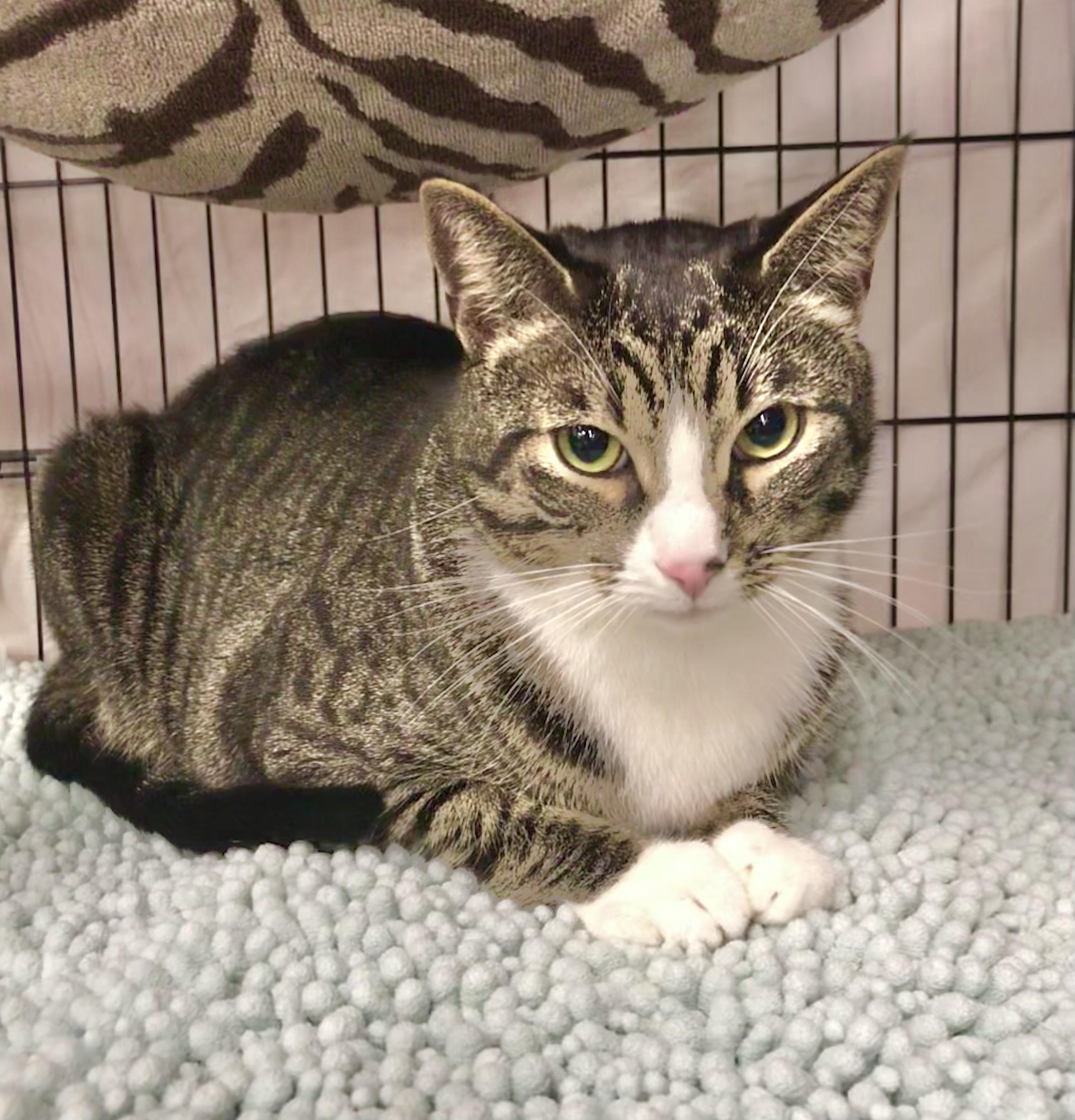 Gandalf — thumbnail 4