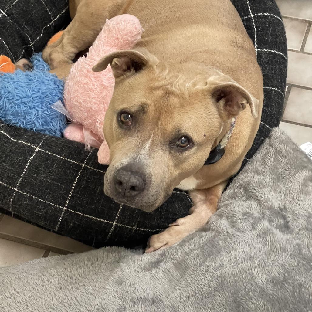 Maya, Adoptable, Senior Female American Bulldog & Mixed Breed.