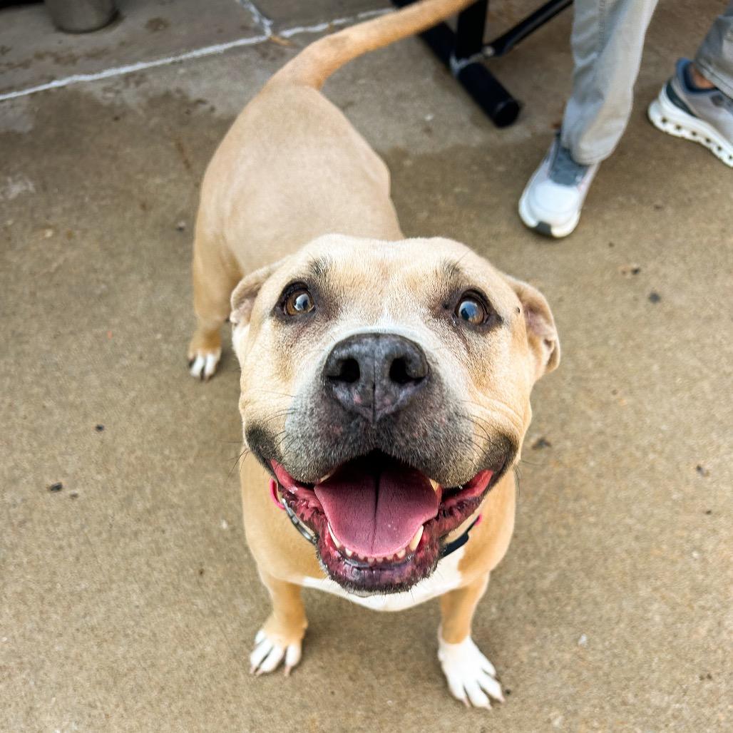 Maya, a Adoptable mixed breed in Tulsa, OK image 2/3