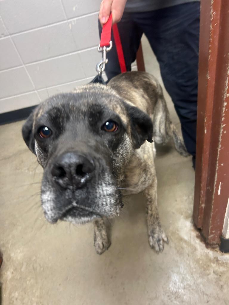 Maize, Adoptable, Adult Female Mastiff & Great Dane.