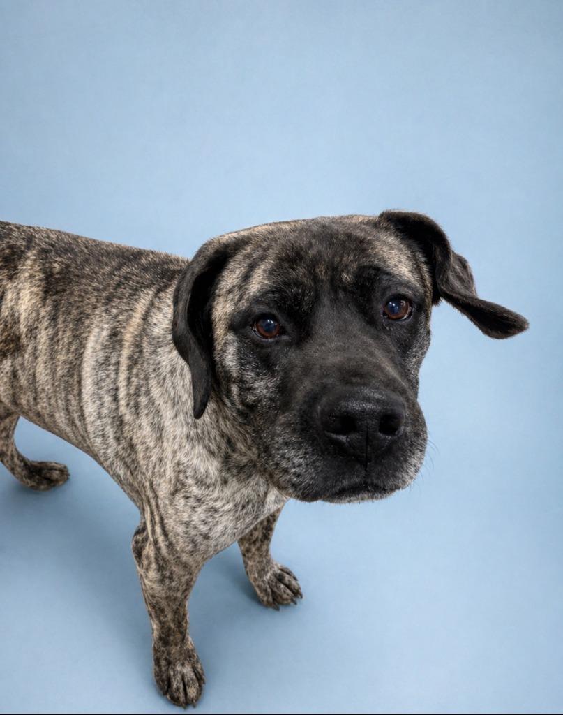 Enlarge Maize, a Adoptable mixed breed in Rock Springs, WY image 2/2