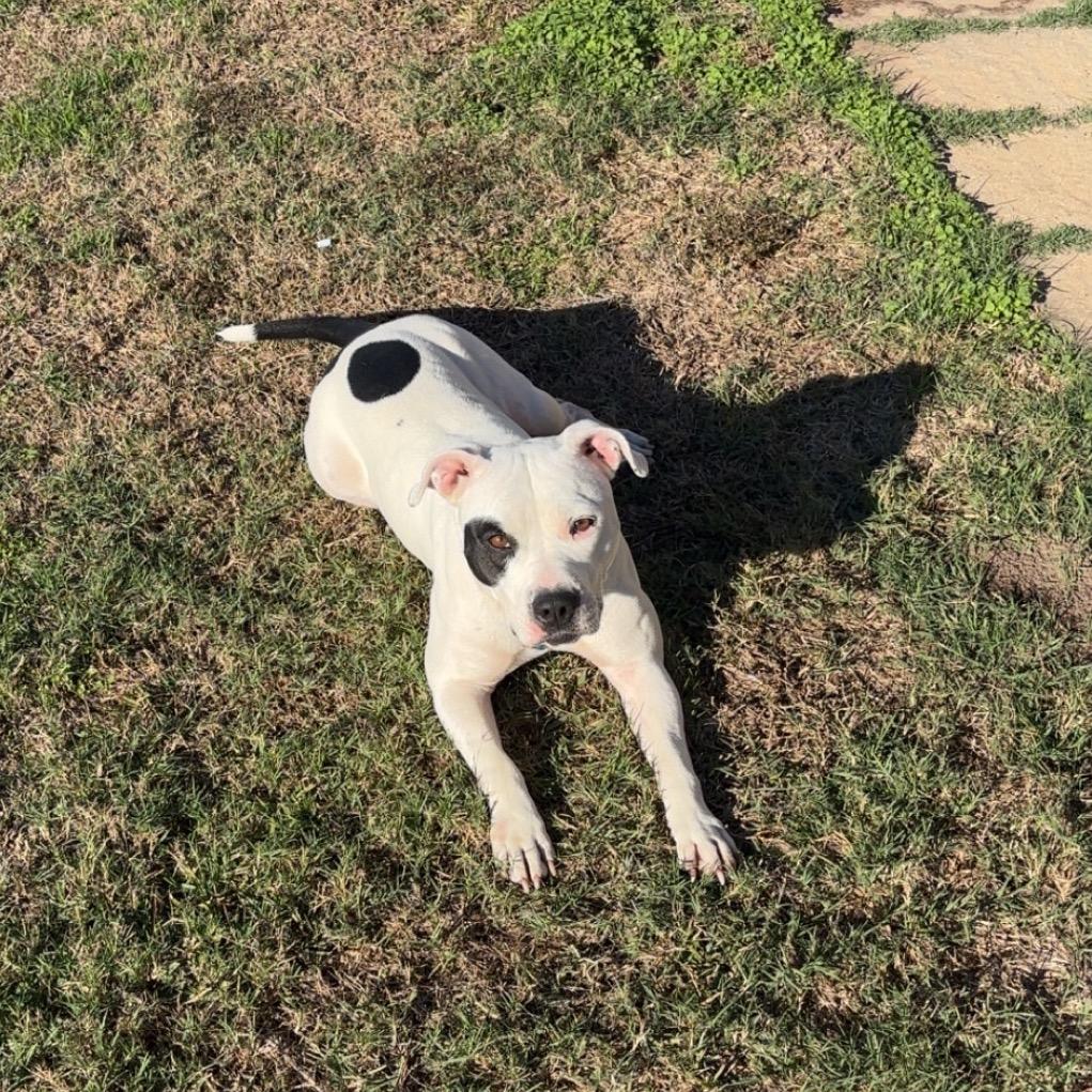 Ellie Mae, Adoptable, Adult Female Pit Bull Terrier.