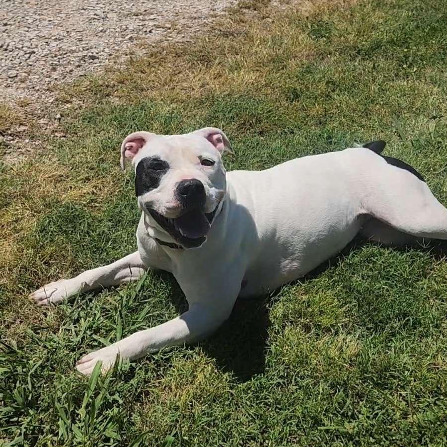 Enlarge Ellie Mae, a Adoptable Pit Bull Terrier in Dallas, TX image 2/3
