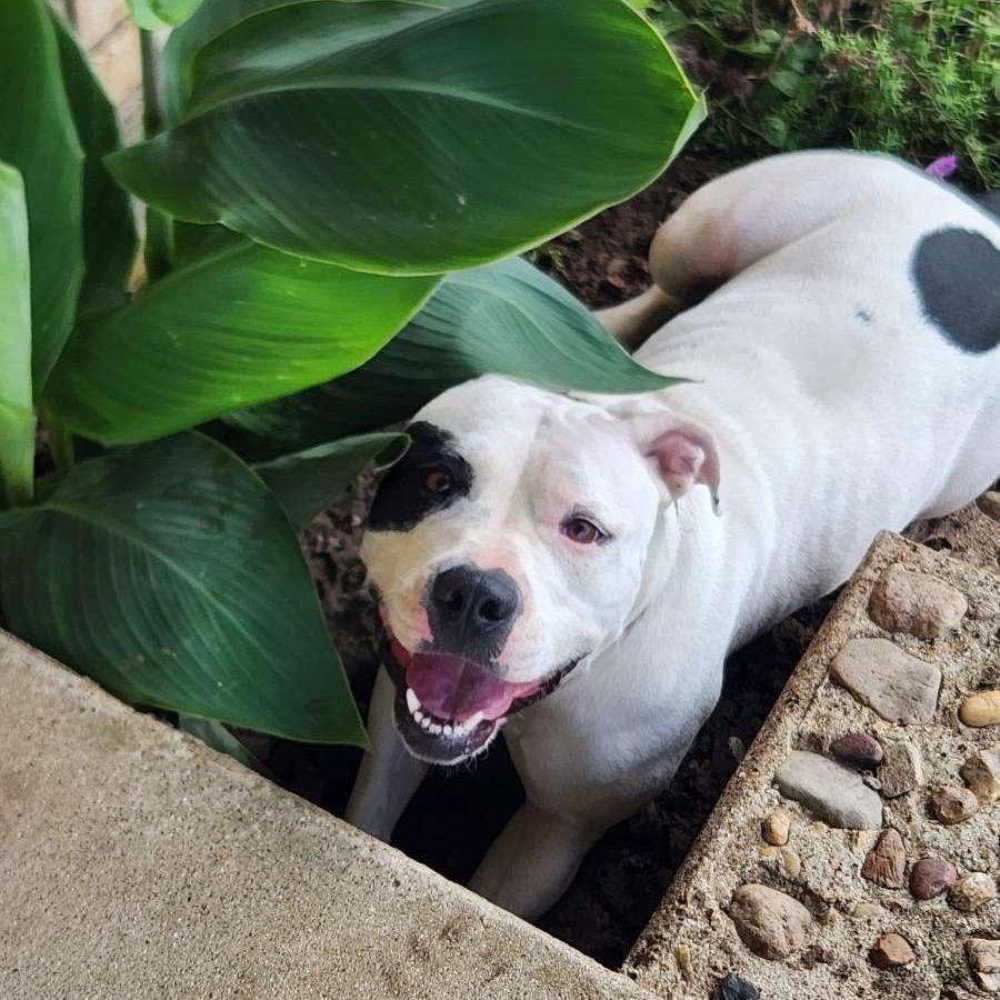 Enlarge Ellie Mae, a Adoptable Pit Bull Terrier in Dallas, TX image 3/3