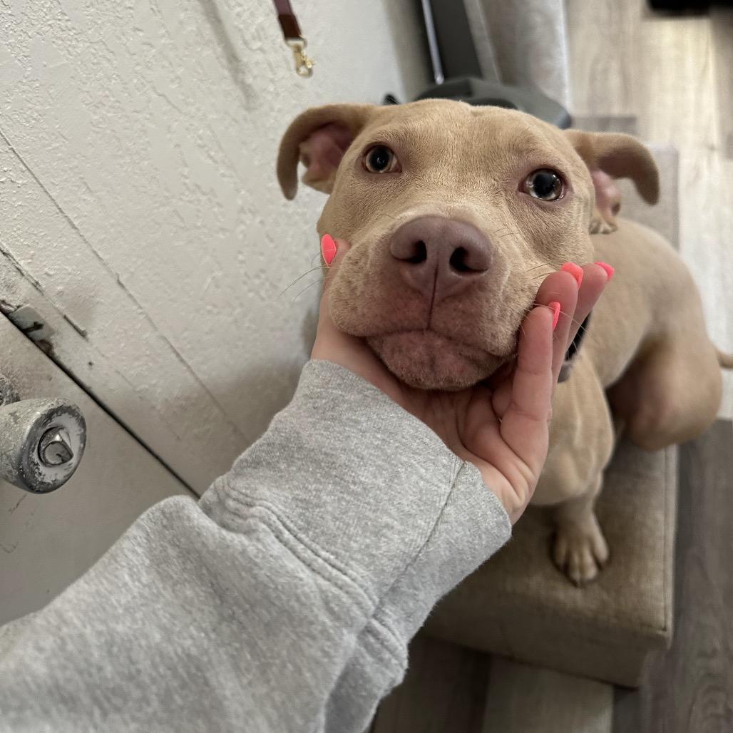 Enlarge Harley, a Adoptable mixed breed in Milwaukee, WI image 1/6