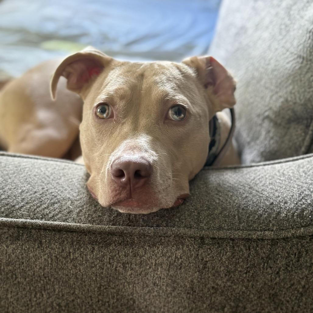 Enlarge Harley, a Adoptable mixed breed in Milwaukee, WI image 2/6