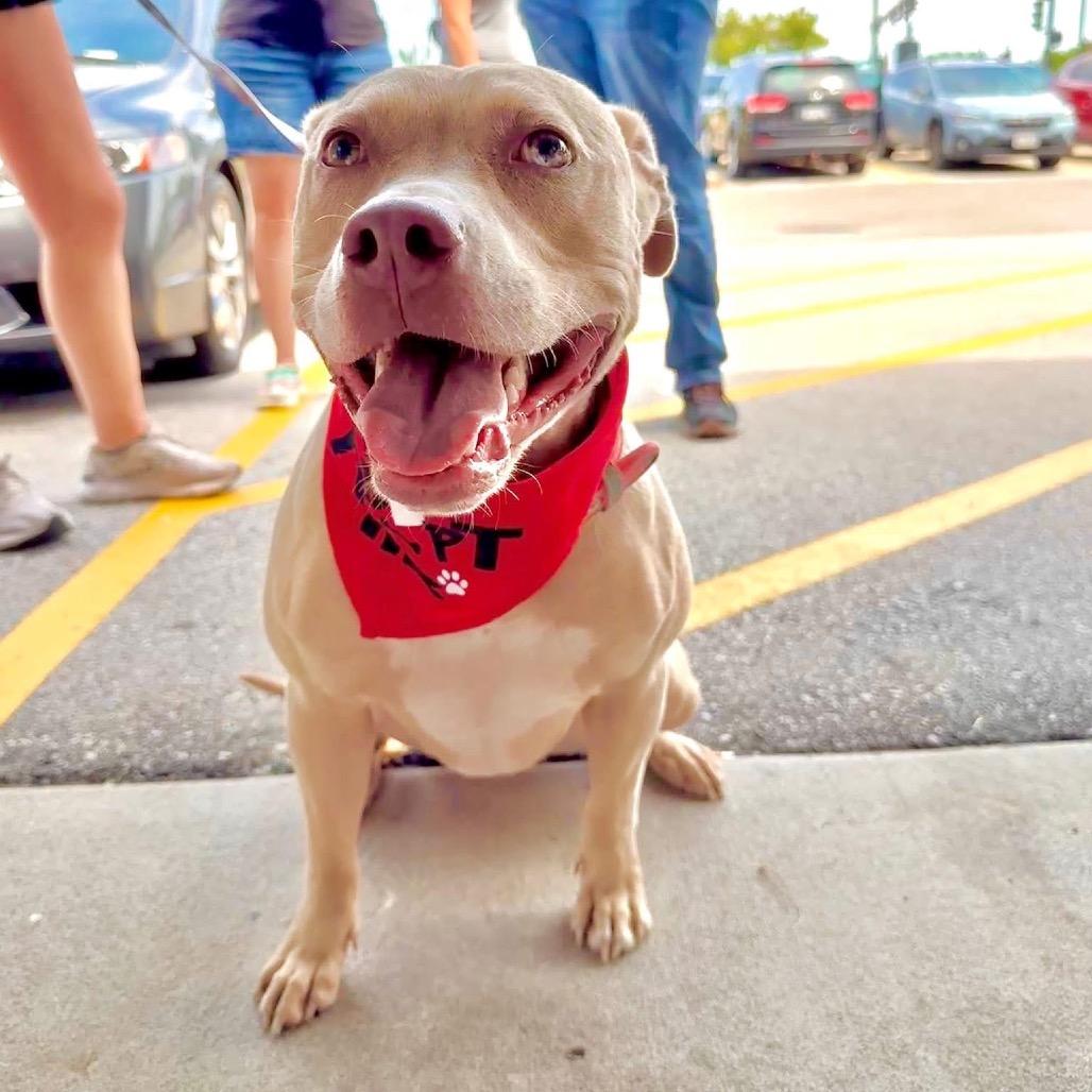 Enlarge Harley, a Adoptable mixed breed in Milwaukee, WI image 3/6