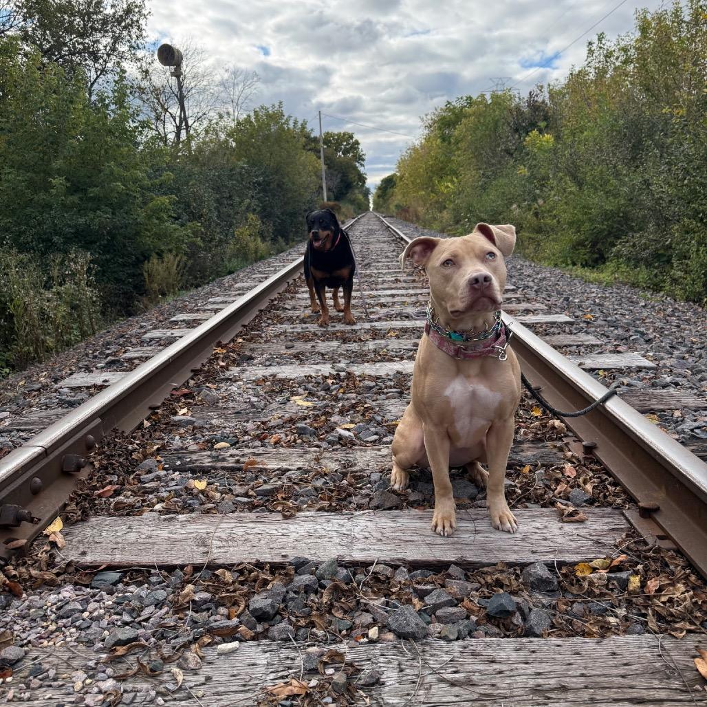 Enlarge Harley, a Adoptable mixed breed in Milwaukee, WI image 4/6