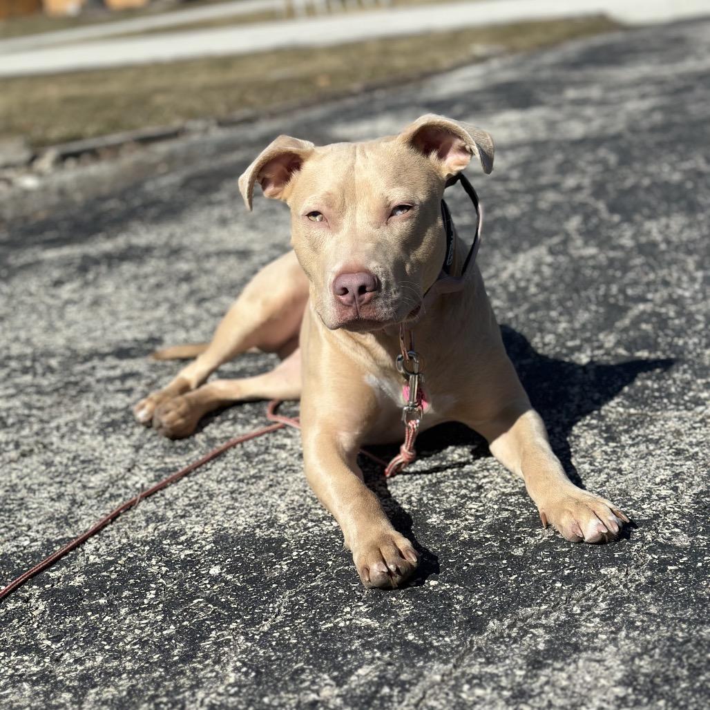 Enlarge Harley, a Adoptable mixed breed in Milwaukee, WI image 4/6