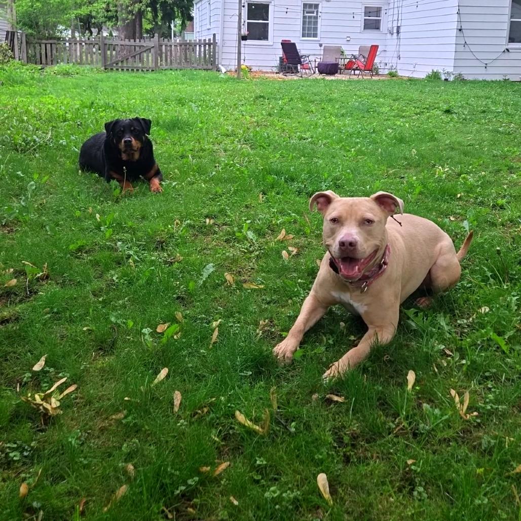 Enlarge Harley, a Adoptable mixed breed in Milwaukee, WI image 5/6