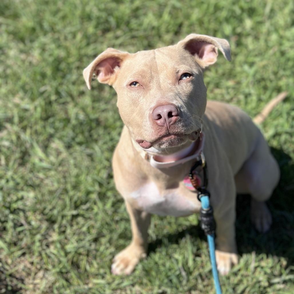 Enlarge Harley, a Adoptable mixed breed in Milwaukee, WI image 6/6