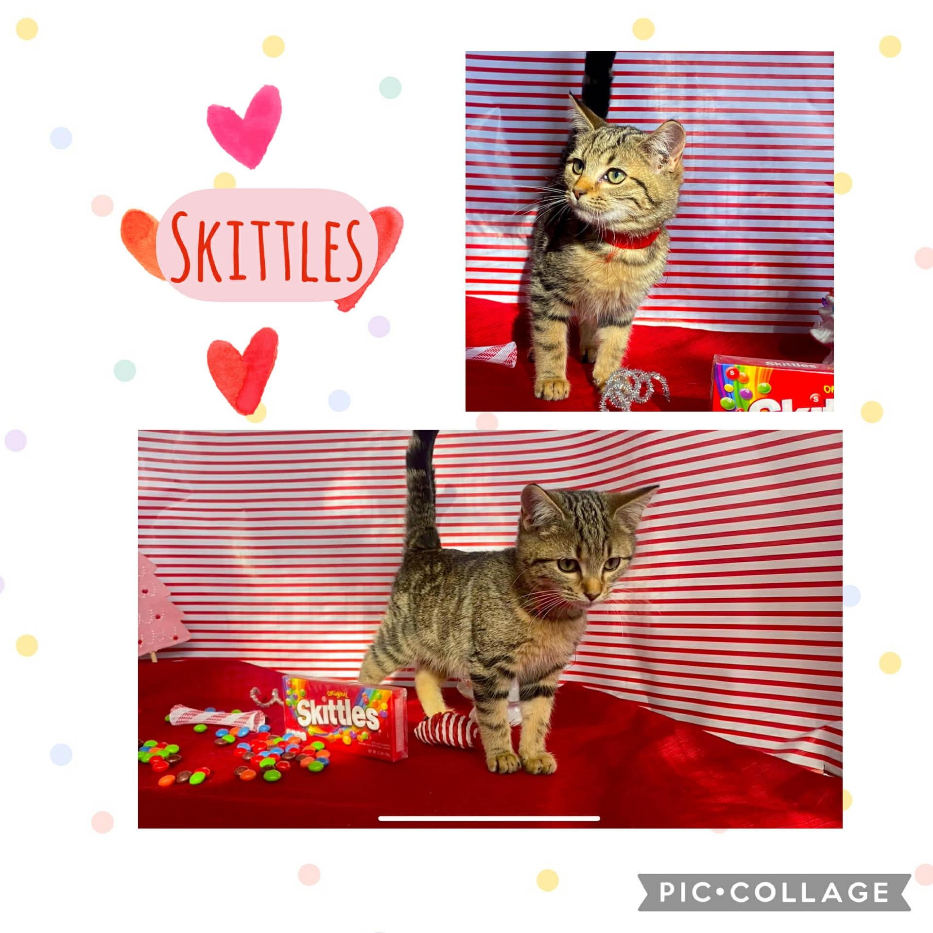 Enlarge Skittles, an adopted mixed breed in Morganton, NC image 2/3