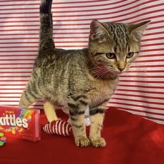Skittles, adopted, Kitten Female Domestic Short Hair.