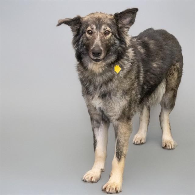 Enlarge CLEO, a Adoptable German Shepherd Dog in St. Louis, MO image 1/1
